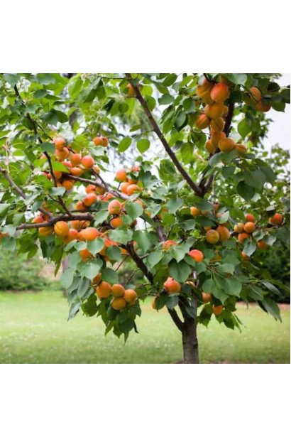 Абрикос Том Кот дерево